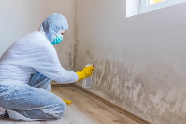 Licensed Mold Testing service in Salem, VA - WQB Mold Removal